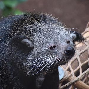 Binturong