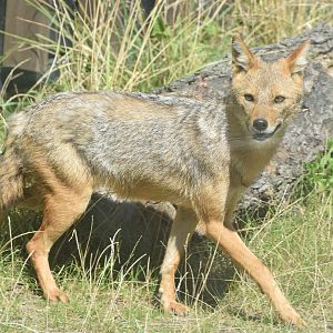 Golden jackal