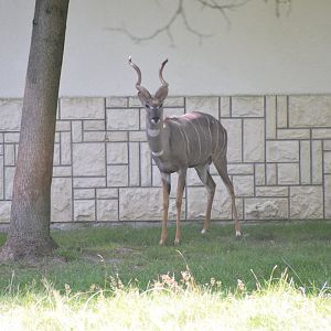 Lesser kudu