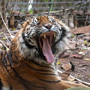 Jaya-2/6/25-Sumatran Tiger