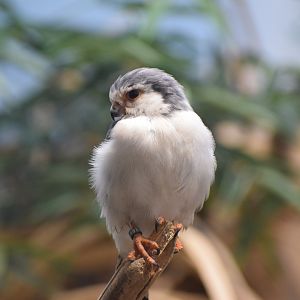 African pygmy falcon