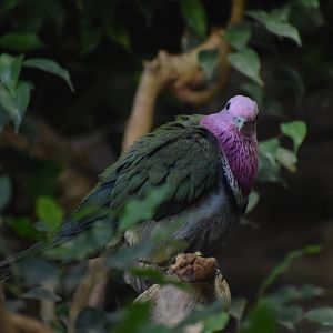Pink-headed fruit-dove