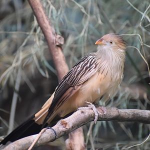 Guira cuckoo