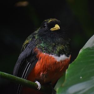 Collared trogon