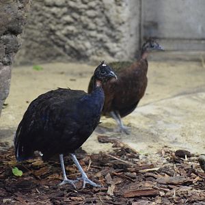 Congo peafowl