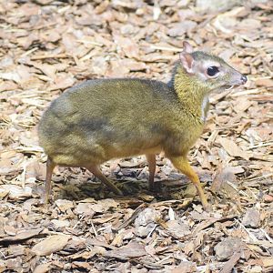Javan chevrotain