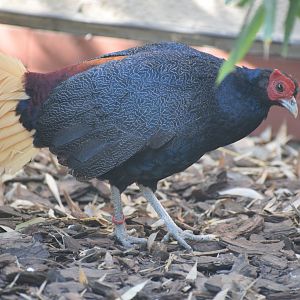 Malayan crested fireback
