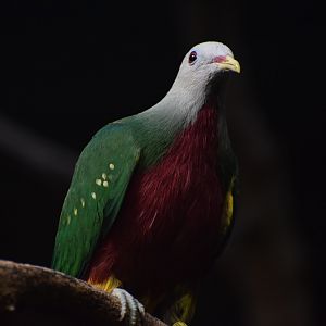 Wompoo fruit-dove