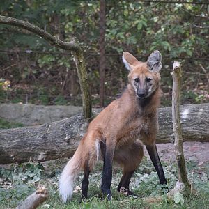 Maned wolf