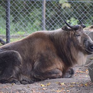 Sichuan takin