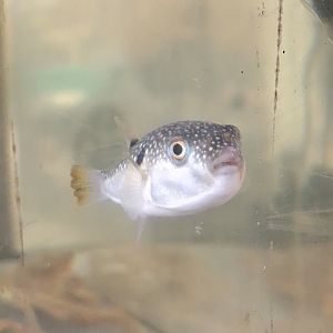 Grass Puffer (Takifugu niphobles)