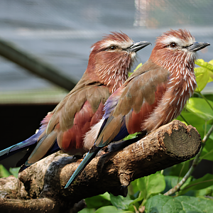Purple roller (Coracias naevius)