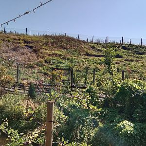Former Aoudad Enclosure, 17.8.25