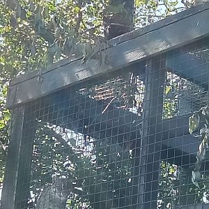 Fishing Cat, 17.8.25