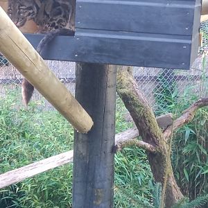 Clouded Leopard, 17.8.25