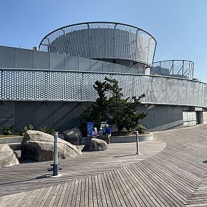 Ocean Wonders: Sharks!