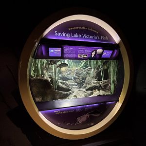 Saving Lake Victoria’s Fish Exhibit