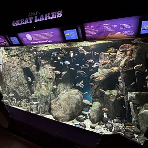 Africa’s Great Lakes Exhibit
