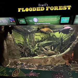 Brazil’s Flooded Forest Exhibit