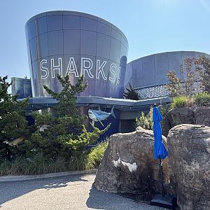 Ocean Wonders: Sharks!