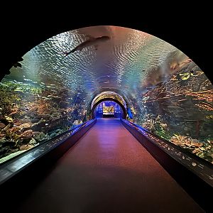 Ocean Wonders: Sharks!