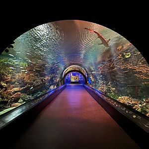 Ocean Wonders: Sharks!