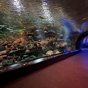 Ocean Wonders: Sharks!