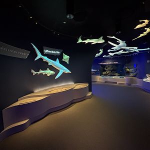 Ocean Wonders: Sharks!