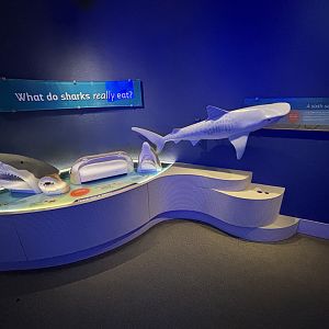 Ocean Wonders: Sharks!