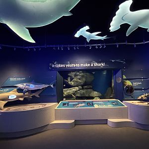 Ocean Wonders: Sharks!