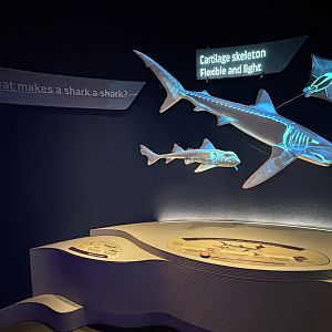 Ocean Wonders: Sharks!