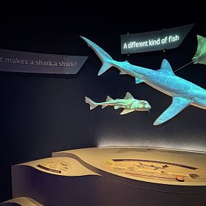 Ocean Wonders: Sharks!