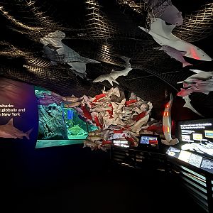 Ocean Wonders: Sharks!