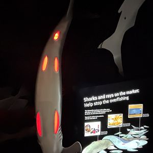 Ocean Wonders: Sharks!