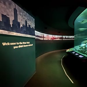 Ocean Wonders: Sharks!