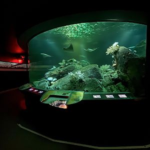 Ocean Wonders: Sharks!