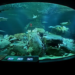 Ocean Wonders: Sharks!