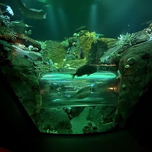 Ocean Wonders: Sharks!