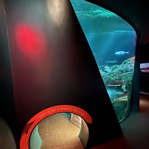 Ocean Wonders: Sharks!