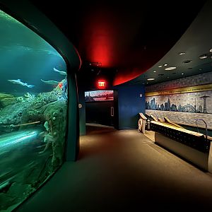 Ocean Wonders: Sharks!