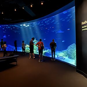 Ocean Wonders: Sharks!