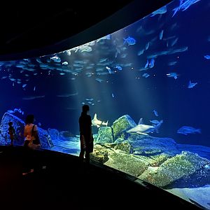 Ocean Wonders: Sharks!