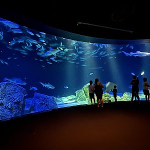 Ocean Wonders: Sharks!