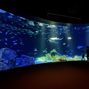 Ocean Wonders: Sharks!