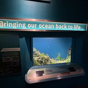 Ocean Wonders: Sharks!