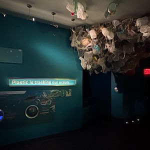 Ocean Wonders: Sharks!