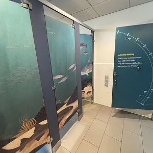 Ocean Wonders: Sharks!