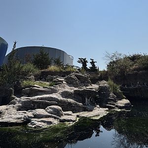 African Penguin Exhibit