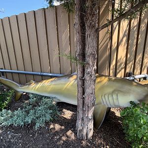Shark Statue