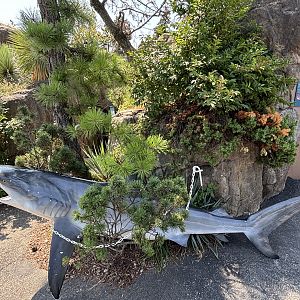 Shark Statue